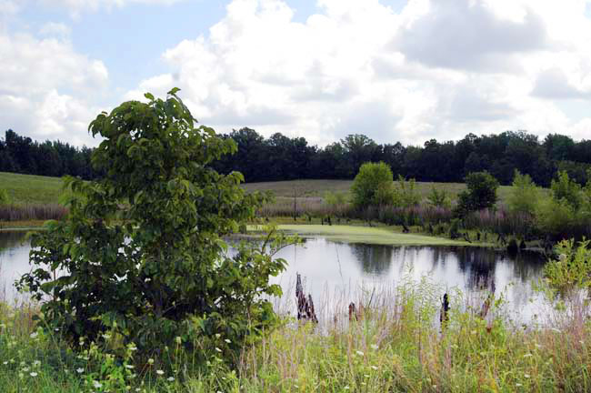 Farm006