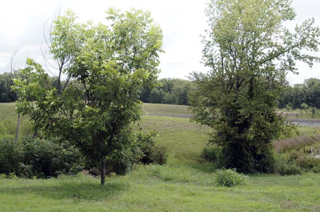 Farm039