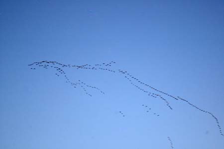Project_20071217_0009